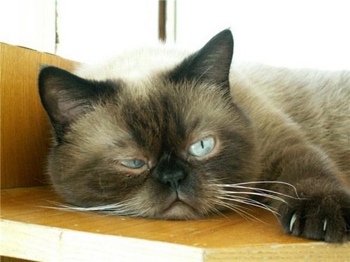 Хмурый кот доброе утро