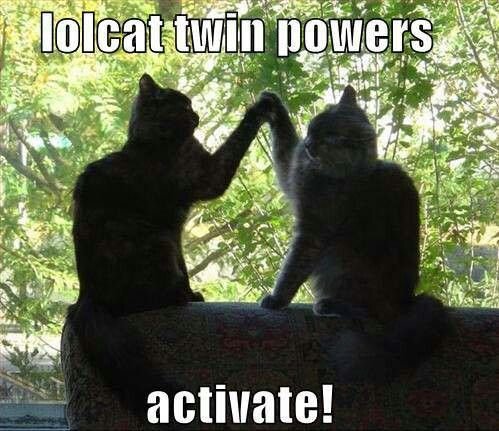 Примирение" кот