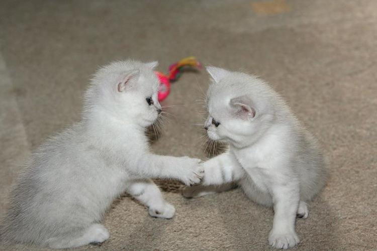 Котики пожимают руки