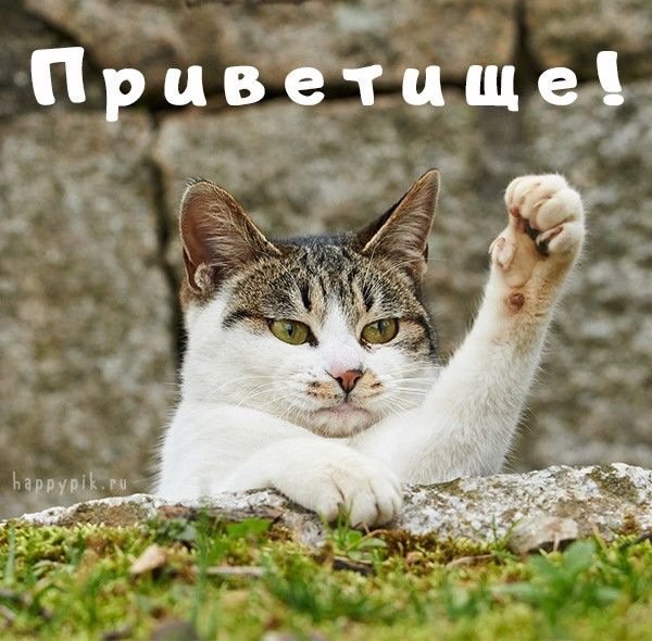 Кот с поднятой лапой