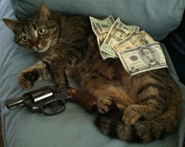 Коты с оружием