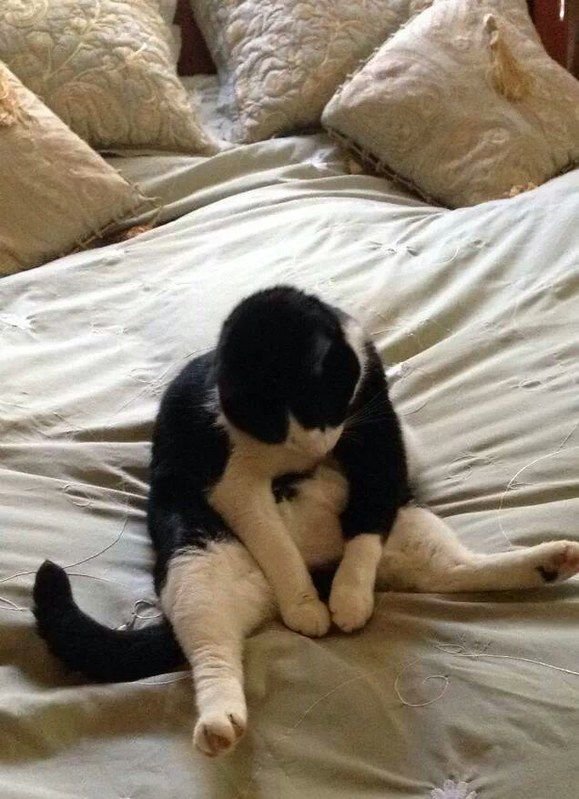 Кошки лечат