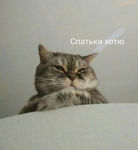 Пикчи с котами и надписями