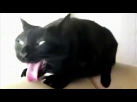 Кот рыгает