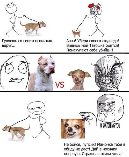 Шутки про собак