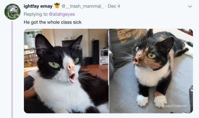 Кот кашляет Мем