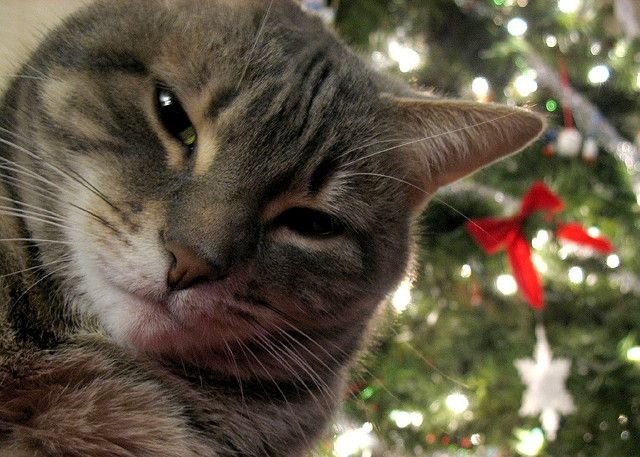 Новогодний кот на аву