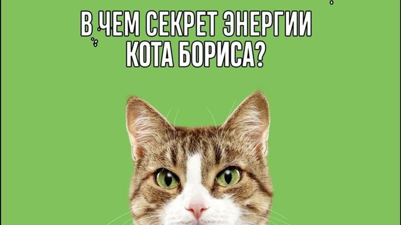 В чем Серкет кота Бориса