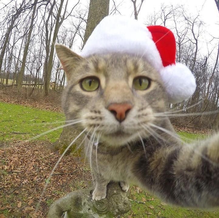 Веселые кошки