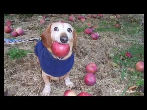 Собака флэшбэк