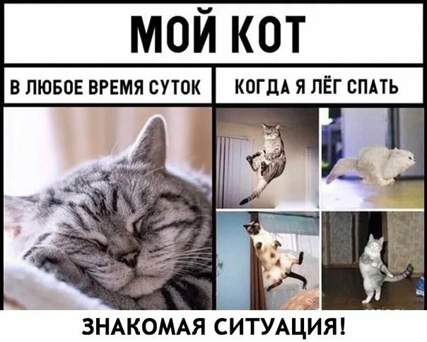 Коты мемы