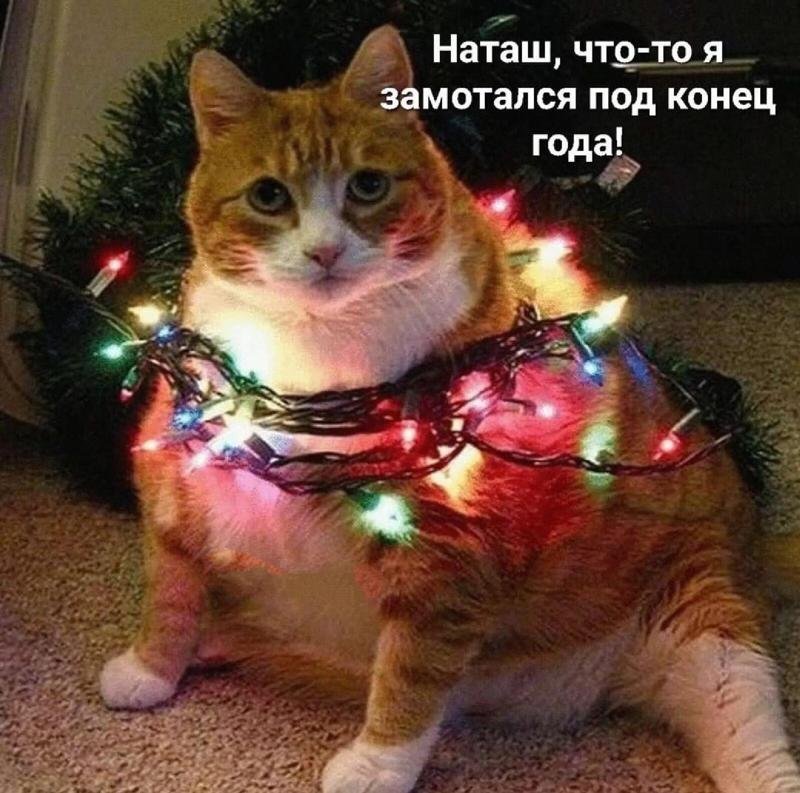 Котик в гирлянде