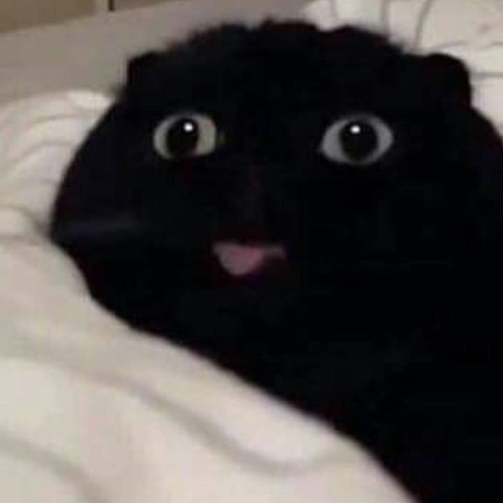 Черные коты с языком