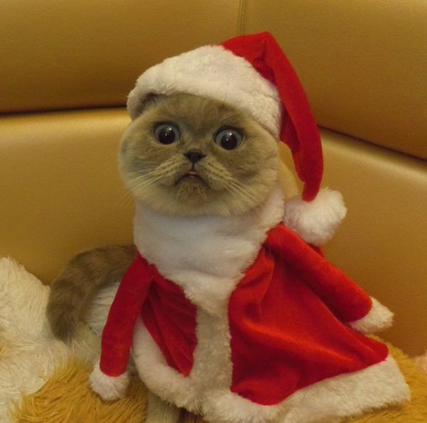 Новогодние коты мемы