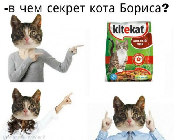 Кот Борис из рекламы Китекат