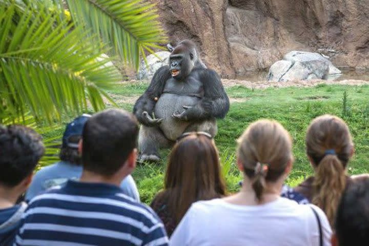 С обезьяной и человеком