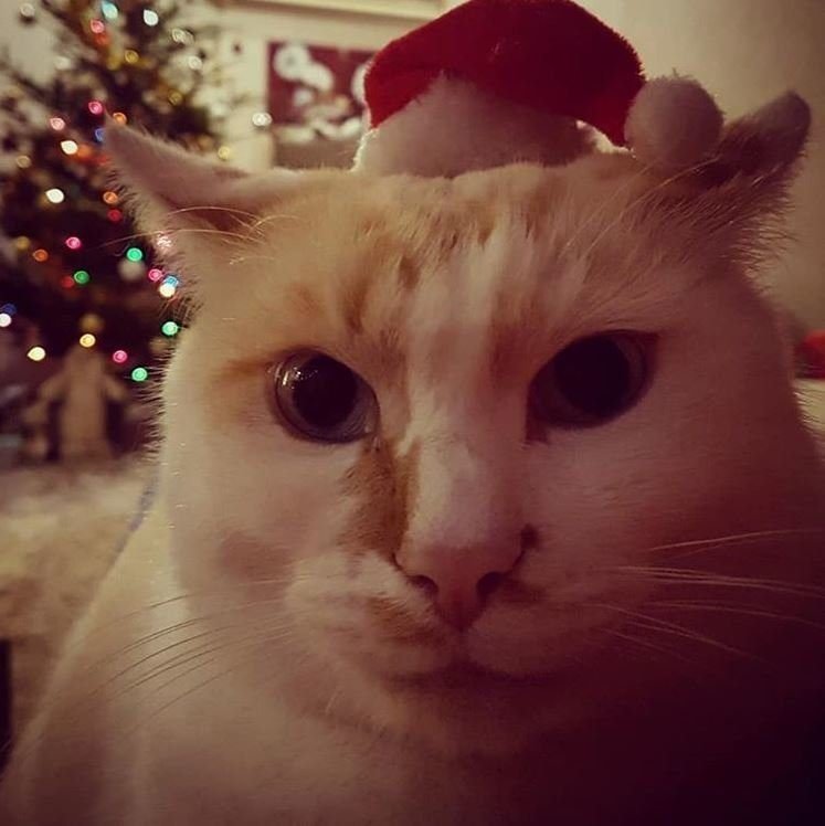 Новогодний кот на аву