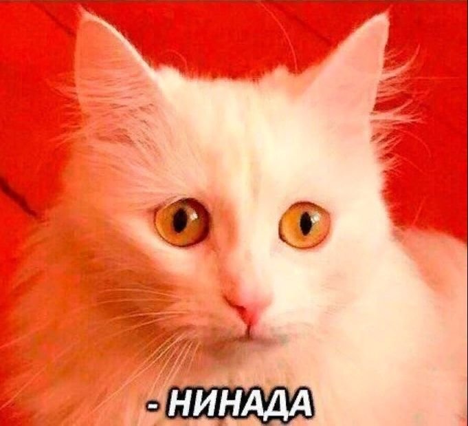 Мемы с котиками