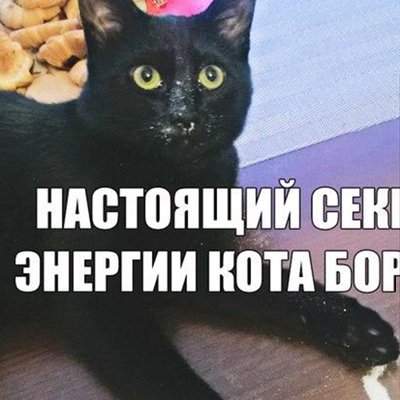 Энергия кота Бориса