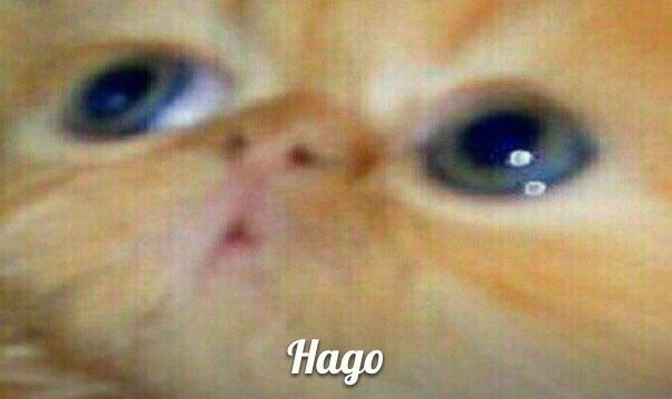 Можно не надо Мем кот