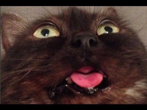 Упоротые коты