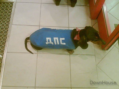 Такса надпись