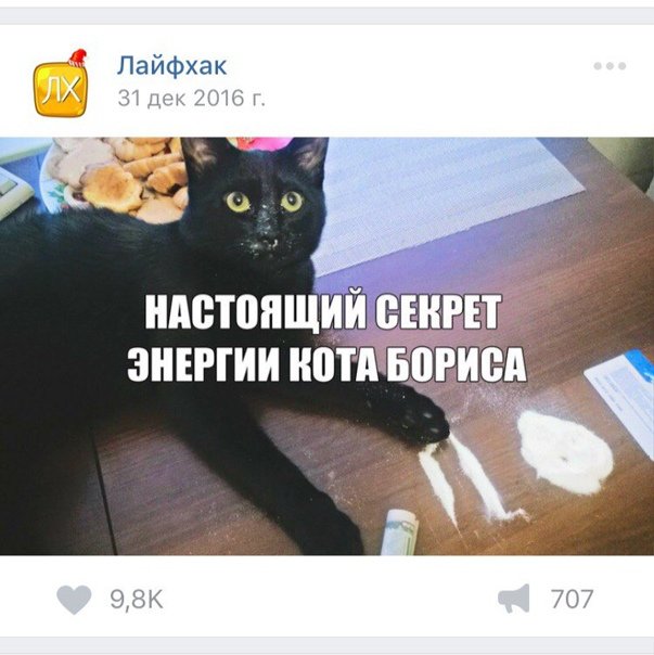 Кот Борис прикол