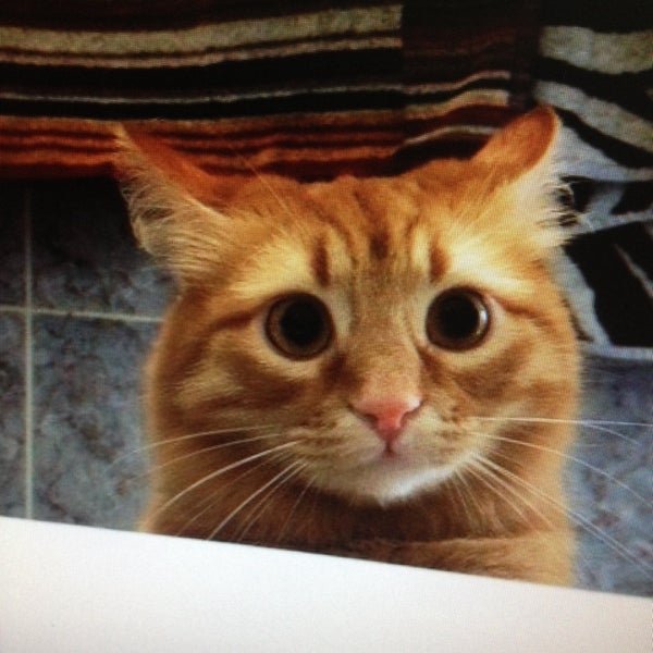 Не надо кот а можно