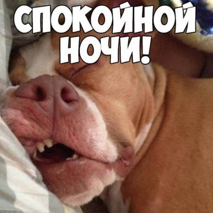 Открытки спокойной ночи прикольные
