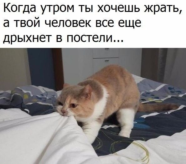 Открытки вставай уже