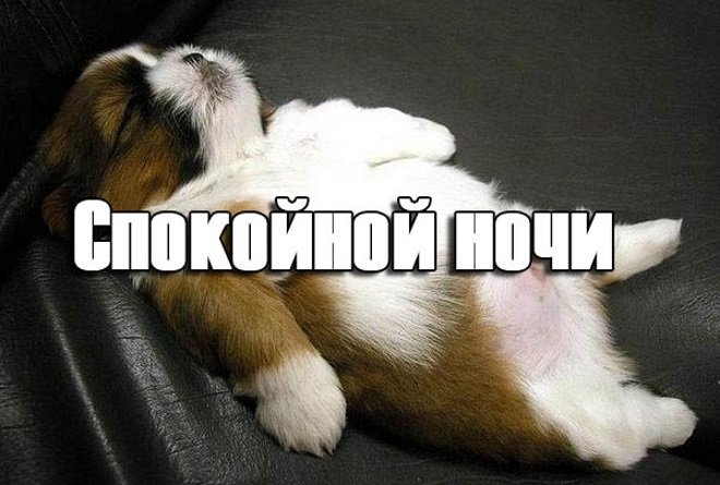 Прикольные пожелания спокойной ночи