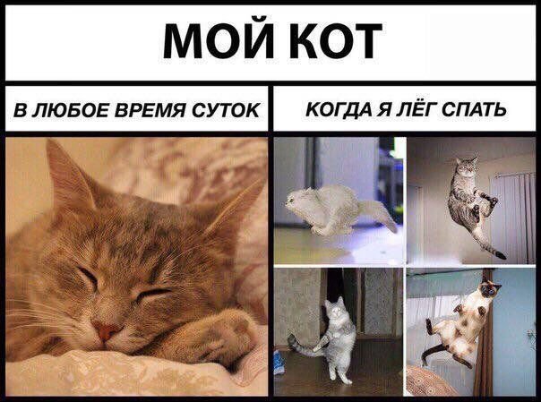 Прикольные коты мемы
