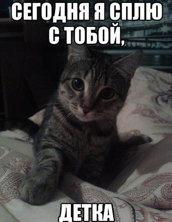Кот ты спишь
