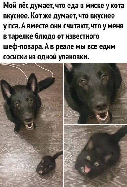 Анекдоты про собак