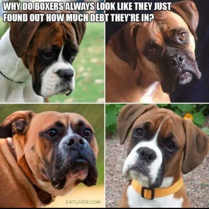 Смешные собаки боксеры