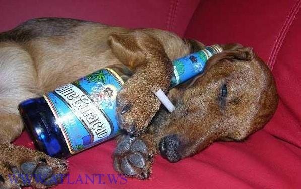 Смешные бобики