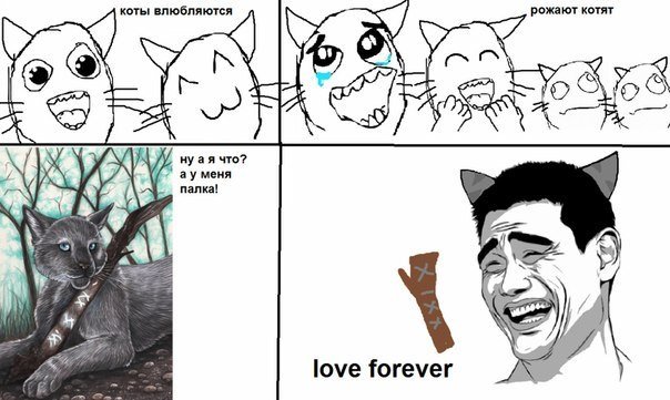 Коты Воители приколы