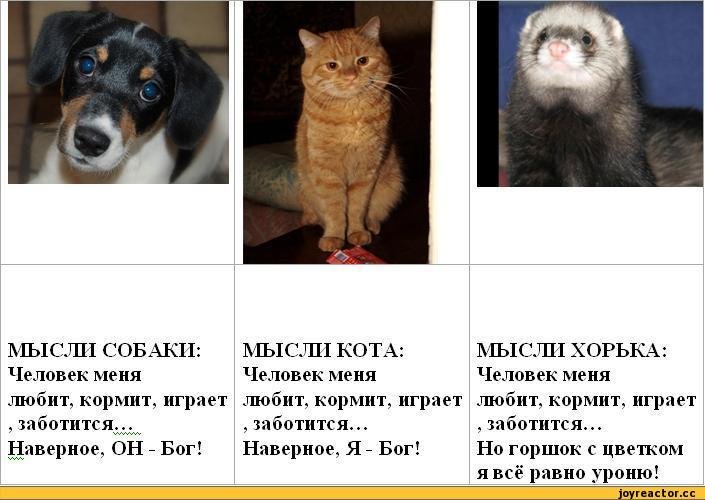 Мысли кошек и собак