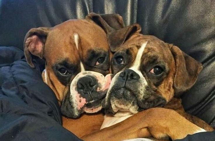 Смешные собаки боксеры