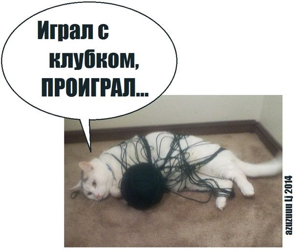 Играл с клубком проиграл кот