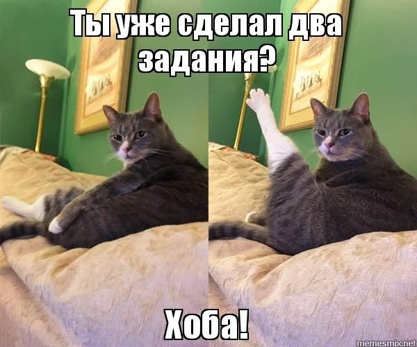 Котик мемы хоба