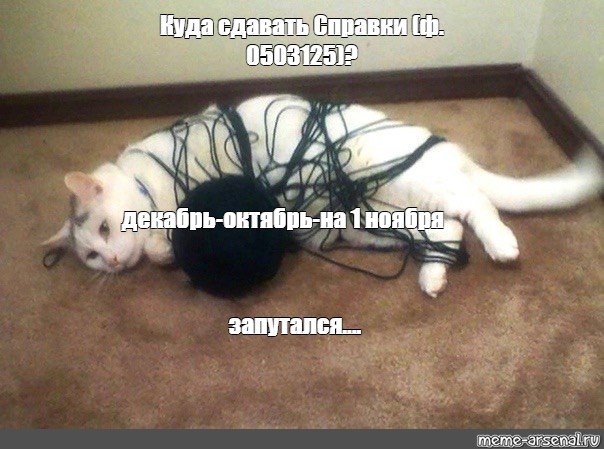 Кот запутался