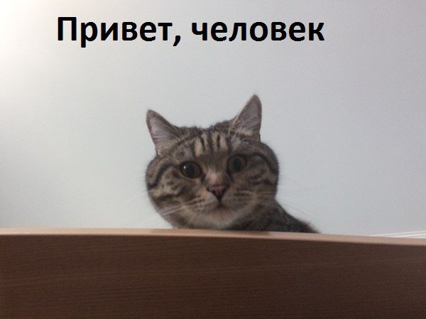 Мемы с котиками