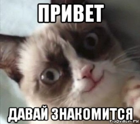 Здрасте Мем кот