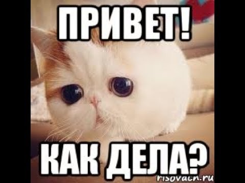 Привет как дела кот