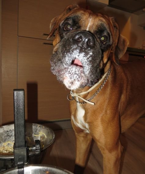 Боксёр собака