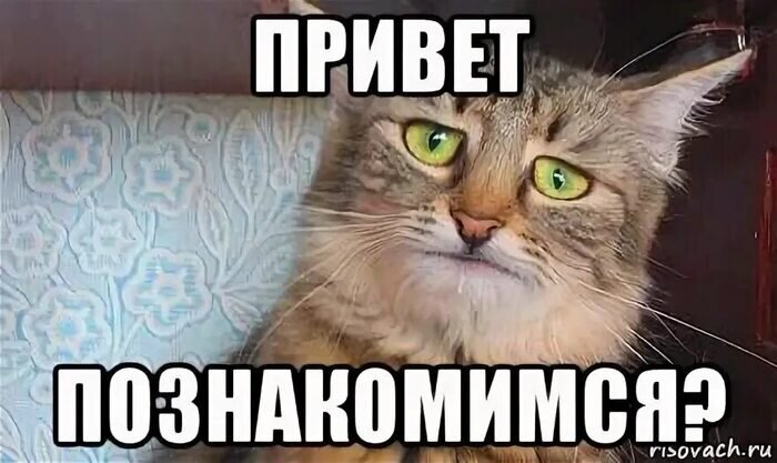 Кот познакомимся