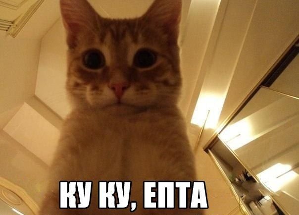 Привет с котом