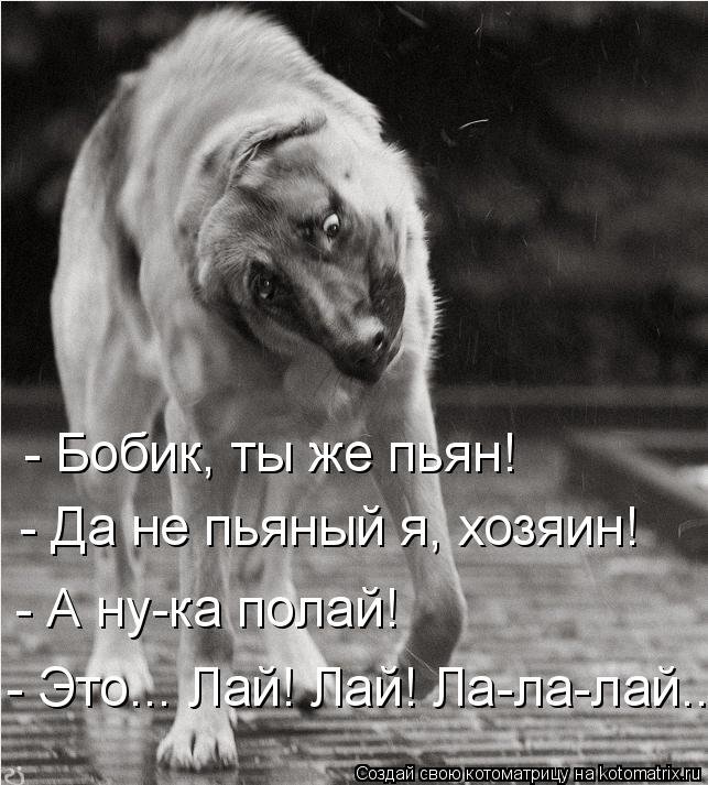 Собака полай лай лай