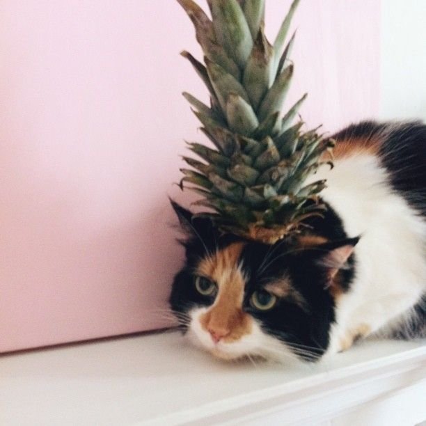 Шапка из ананаса для кота